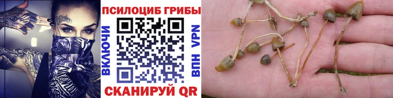 Купить закладки  Ачинск  Галлюциногенные грибы MAGIC MUSHROOMS 